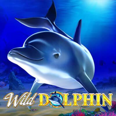 Wild Dolphin