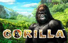 Play Gorilla on Starcasino.be online casino
